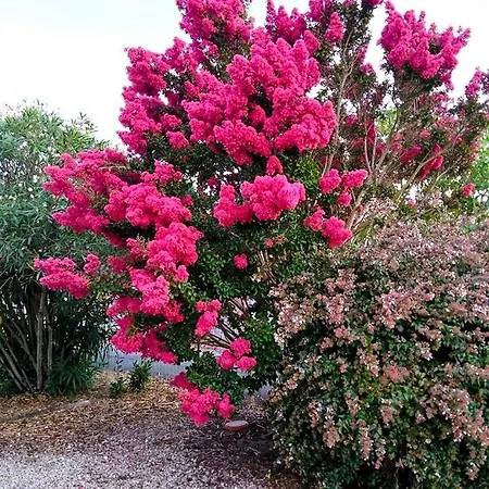 La Jale 奥雷龙圣乔治